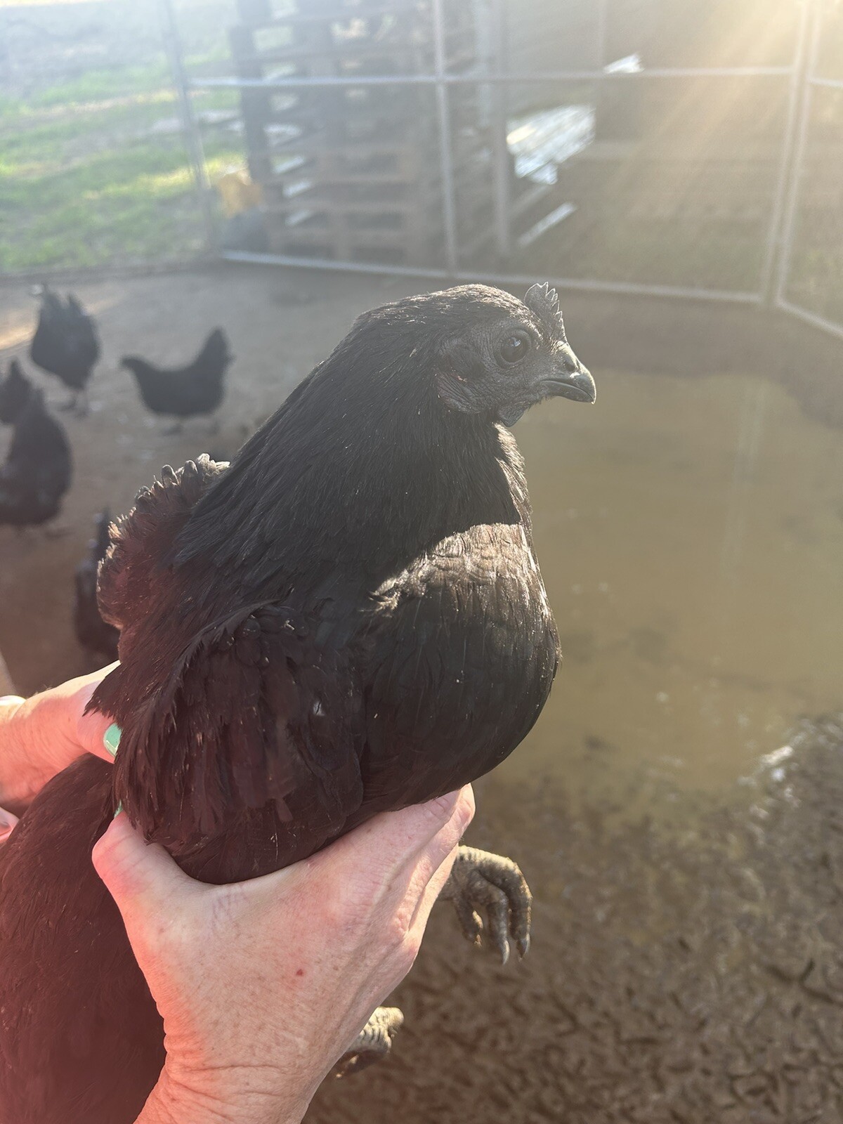5+ Ayam Cemani Hatching Eggs Fast Shipping NPIP certified