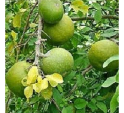 10 Unit Seeds For Aegle Marmelos, Bel Tree, Bilva Patra Seeds  FREE DELIVERY