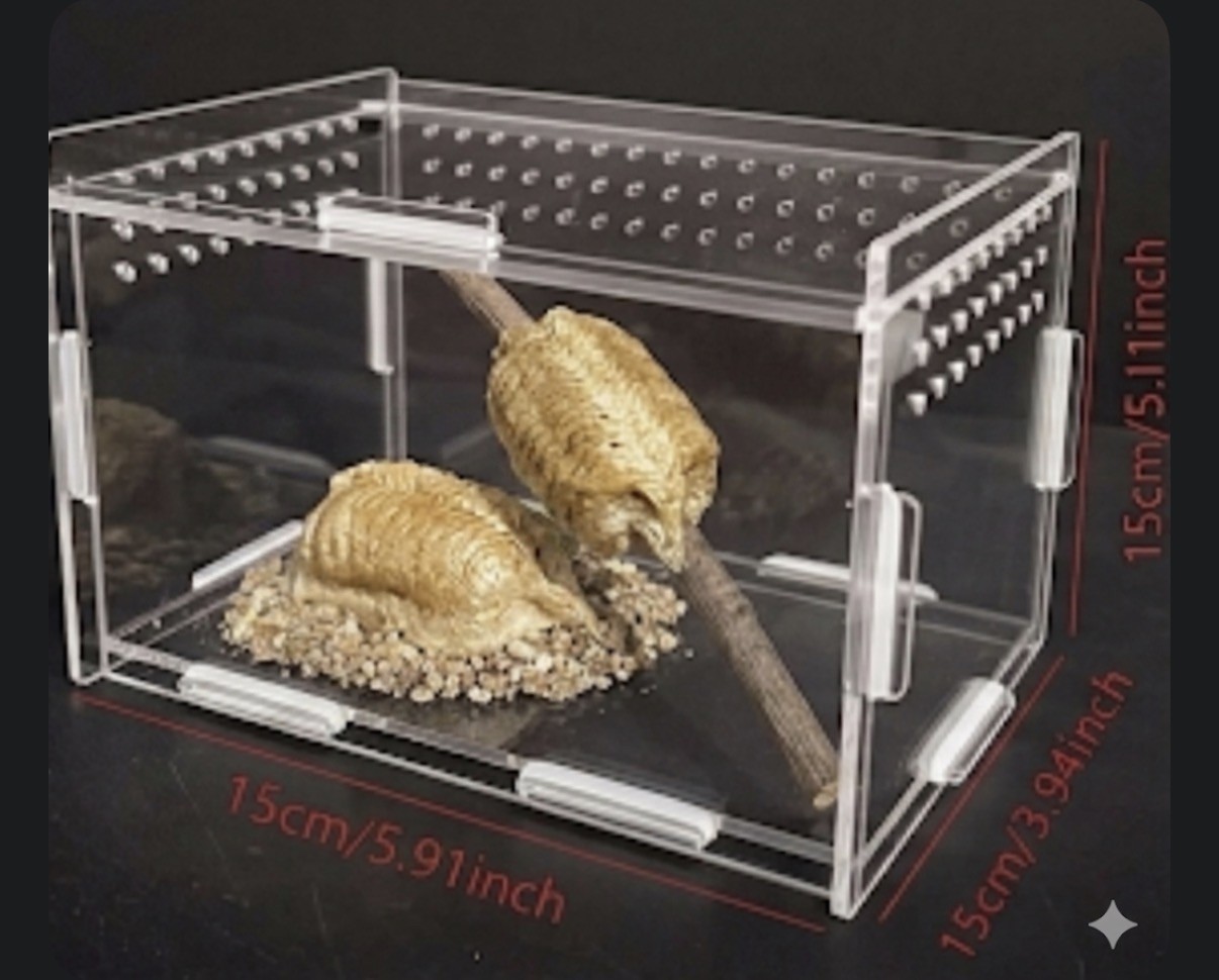 Live Praying Mantis Kit 2 fresh egg cases, Educational Science Kit, Stem Project