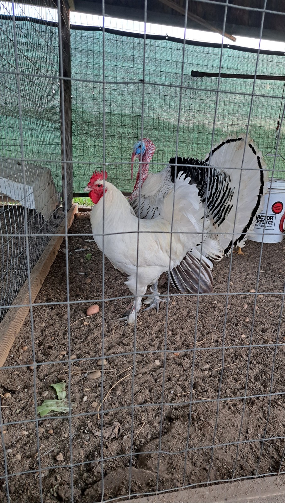 6 Croad Langshan Hatching Eggs (White & Splash)