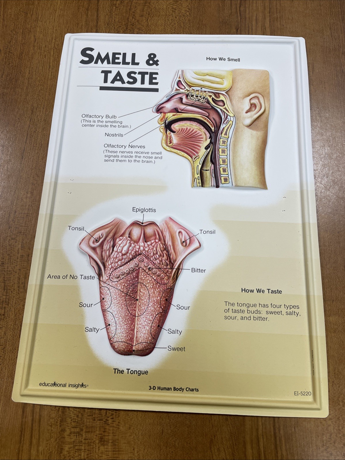 3D Human Body Charts Smell & Taste EI-5220 MINT Educational Insights 9x13”