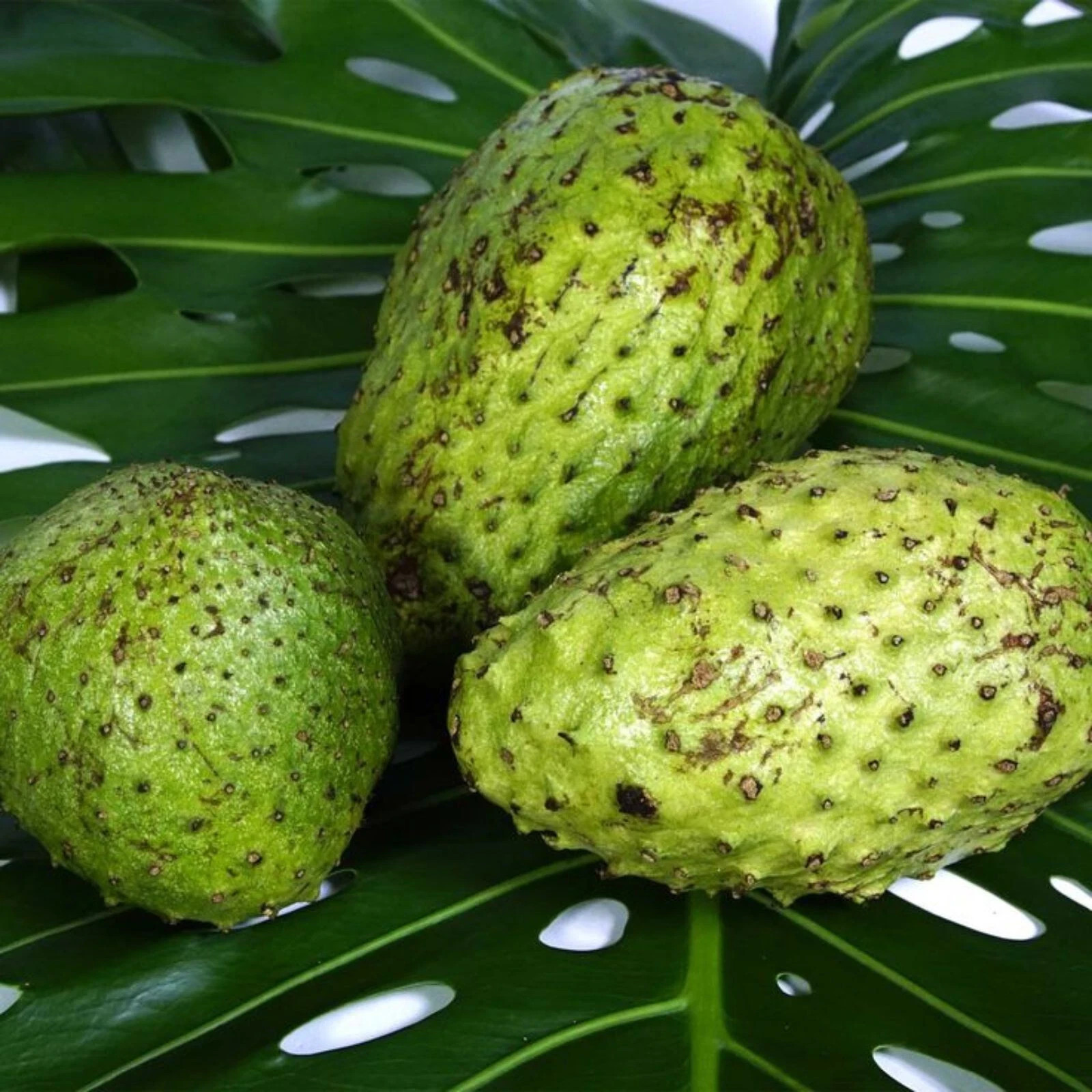 200+ Soursop Seeds Annona Muricata Graviola Guanabana 100% Organic Tropical Rare