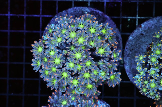Clove Colony WYSIWYG - SAQ Coral Farm