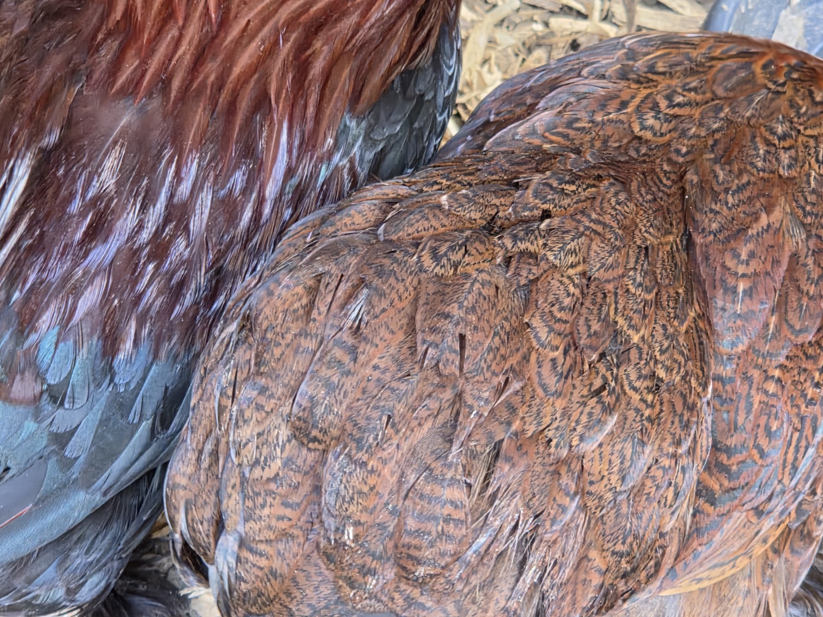 Bantam Partridge Cochin Hatching Eggs 6+1