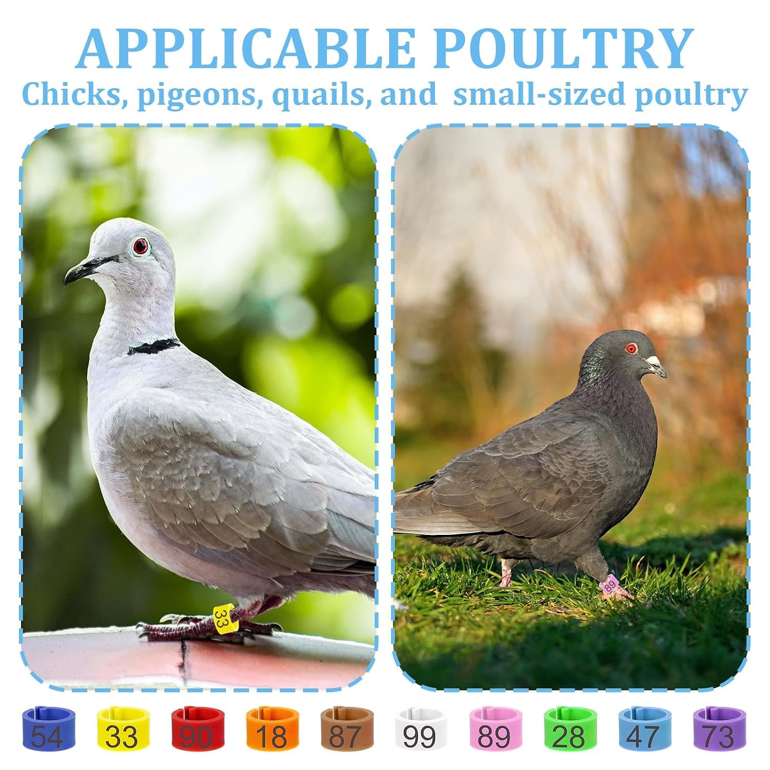 8mm Readable Numbered Bird Leg Rings, 10 Colors, Quail, Pigeon, Chicken