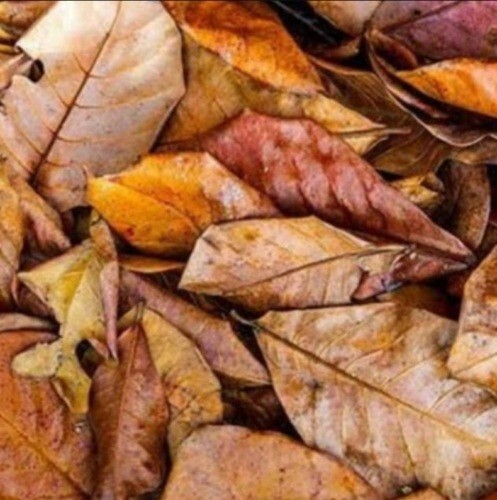 DRY CATAPPA LEAVES Indian Almond Leaf A  Betta Fish Shrimp Aquarium Care 30Pcs