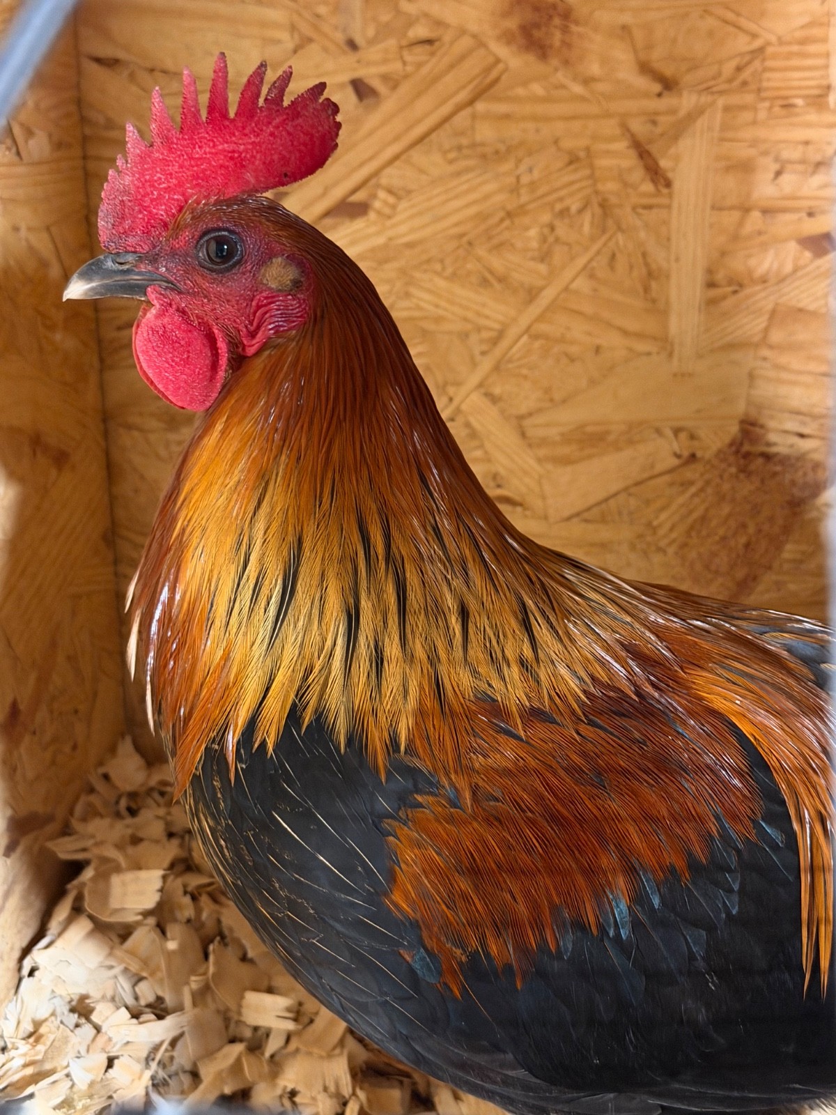 8 + Fertile Chicken Hatching Eggs (please message for strain)