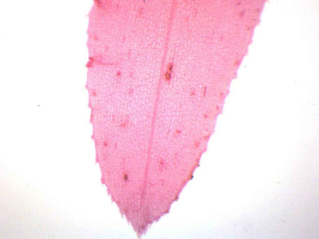 Elodea, Submerged Leaf - Prepared Microscope Slide - 75 X 25Mm - Microscopy
