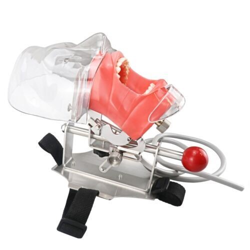 Dental Teaching Head Mold Oral Simulation Simple Head Mold Student Practice Head
