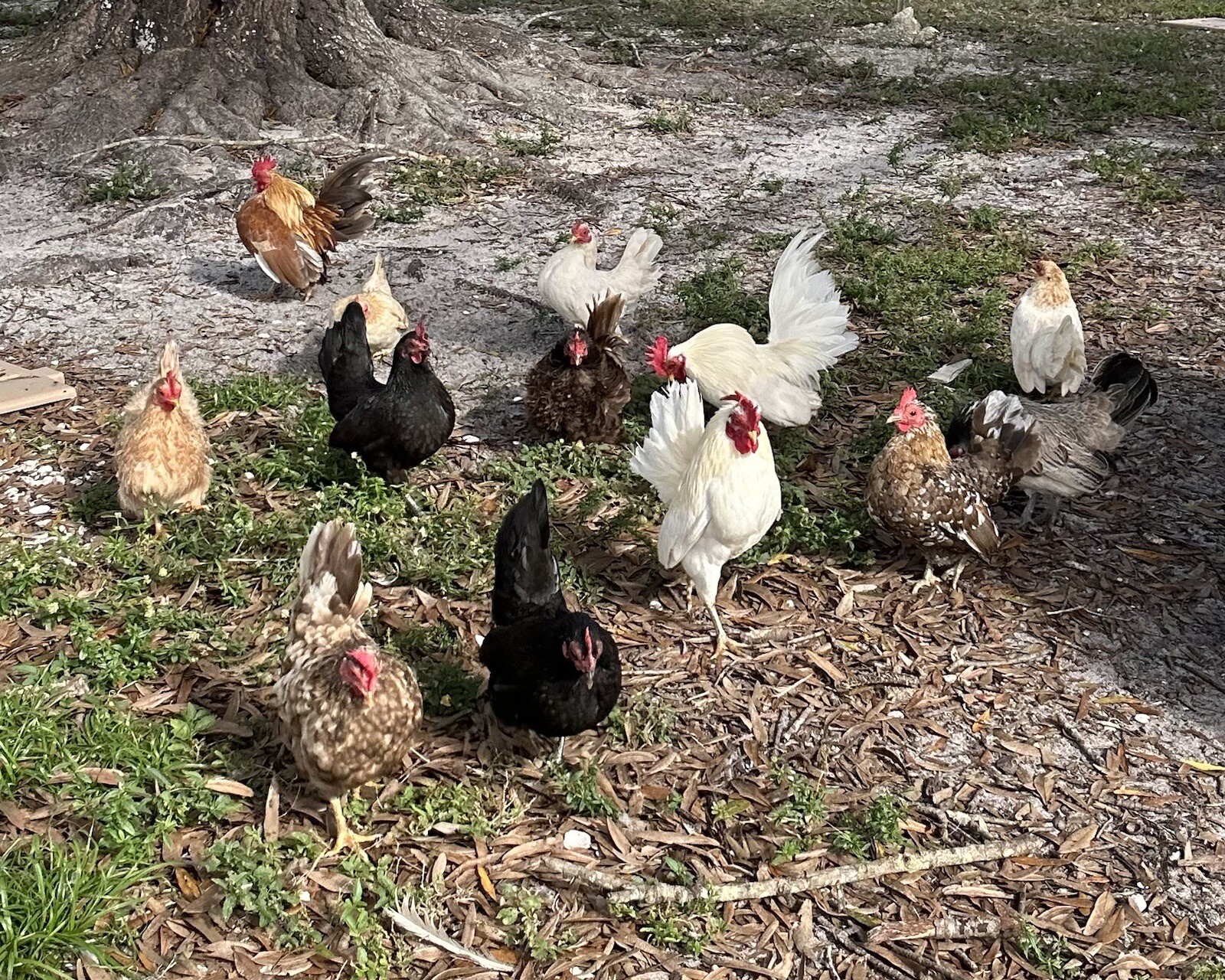❤️ 5+ Malaysian Serama hatching eggs. NPIP Cert ~ AI Clean🌟
