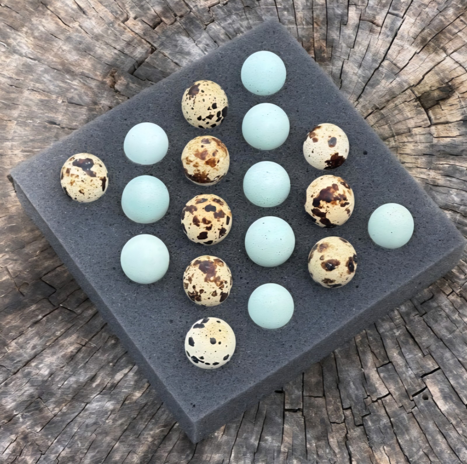 (14+ Total) 7 Celadon Blue/7 Assorted Coturnix Quail Hatching Eggs