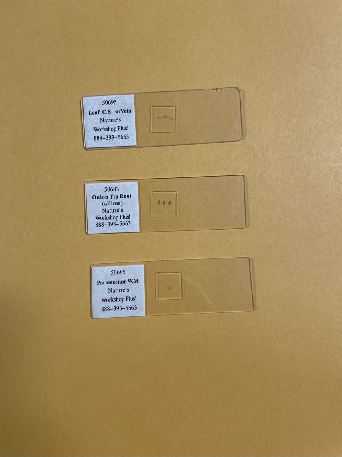 Slide Set for Exploring Creation with Biology - Nature’s Workshop Plus!