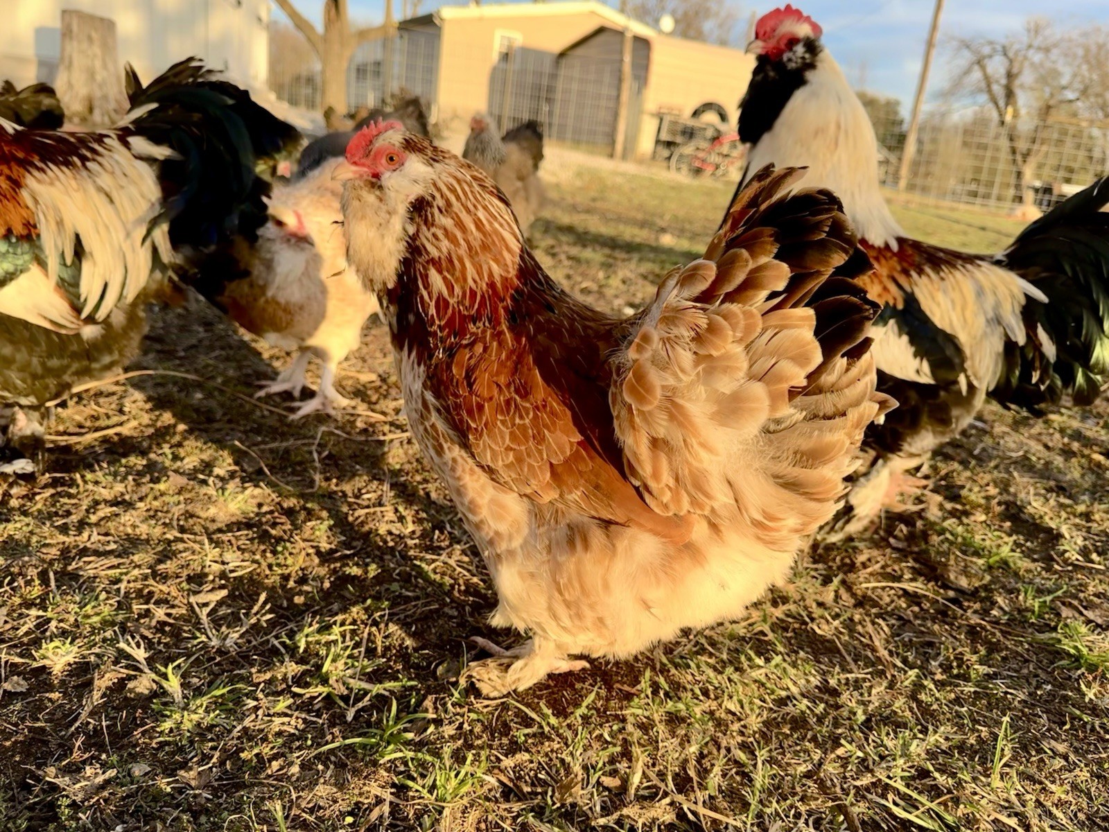 12+ Chicken Hatching Eggs Ameraucana, Easter/Olive Egger, Faverolles, Marans