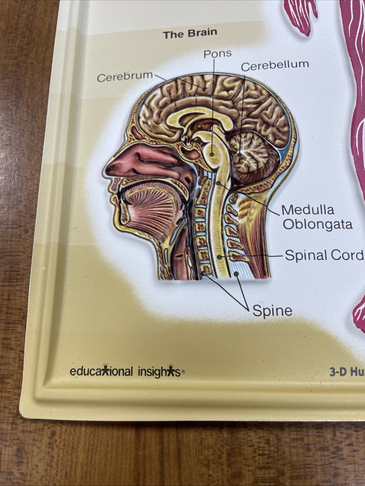 3D Human Body Charts Nervous System EI-5220 MINT Educational Insights 9x13”