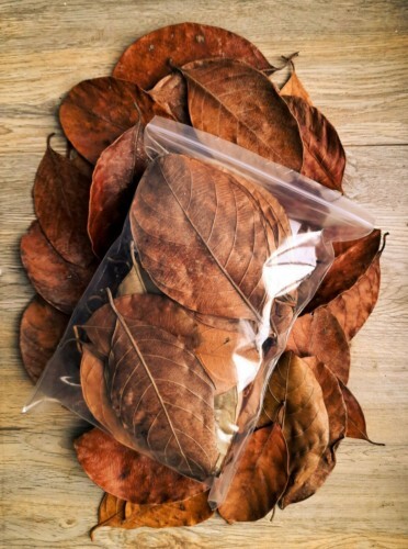 Dried Jackfruit Leaves Blackwater for Shrimp Betta Fish Aquarium Tank Pack of 25