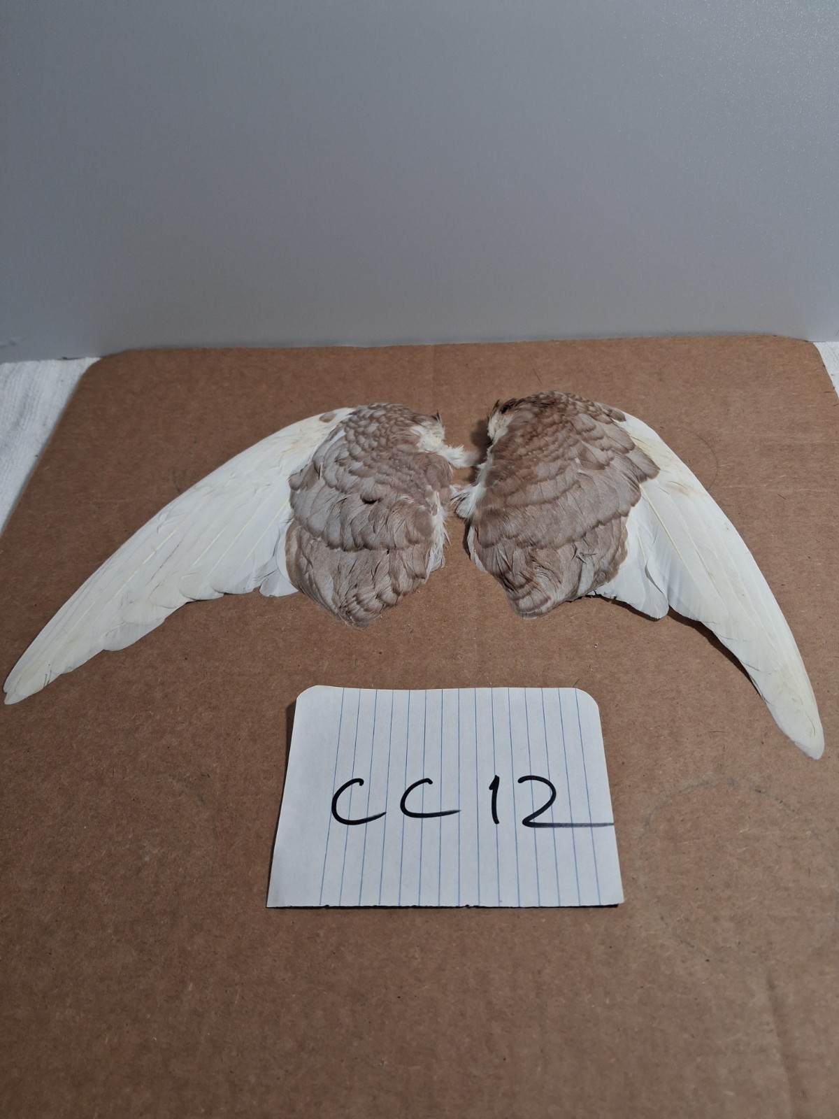 Pair Pigeon Wing Feathers Fly Tying Crafts Taxidermy Natural Causes CC12
