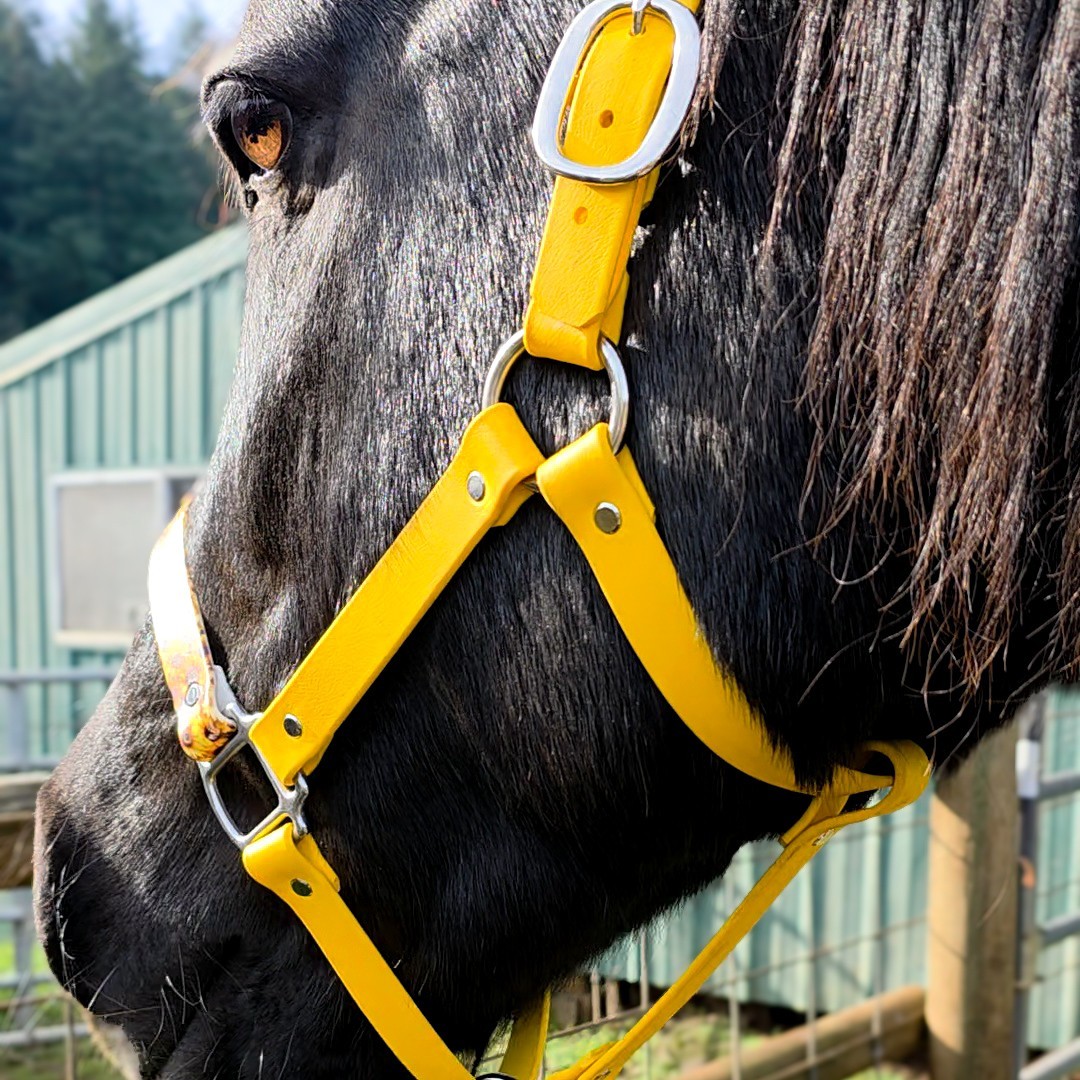 Biothane Horse Halter - Bumble Bee Sunflower