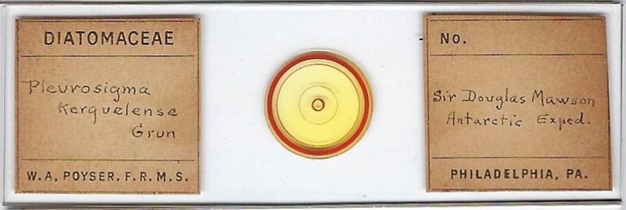 Pleurosigma kerguelense Diatom Microscope Slide from Sir Douglas Mawson Exped.