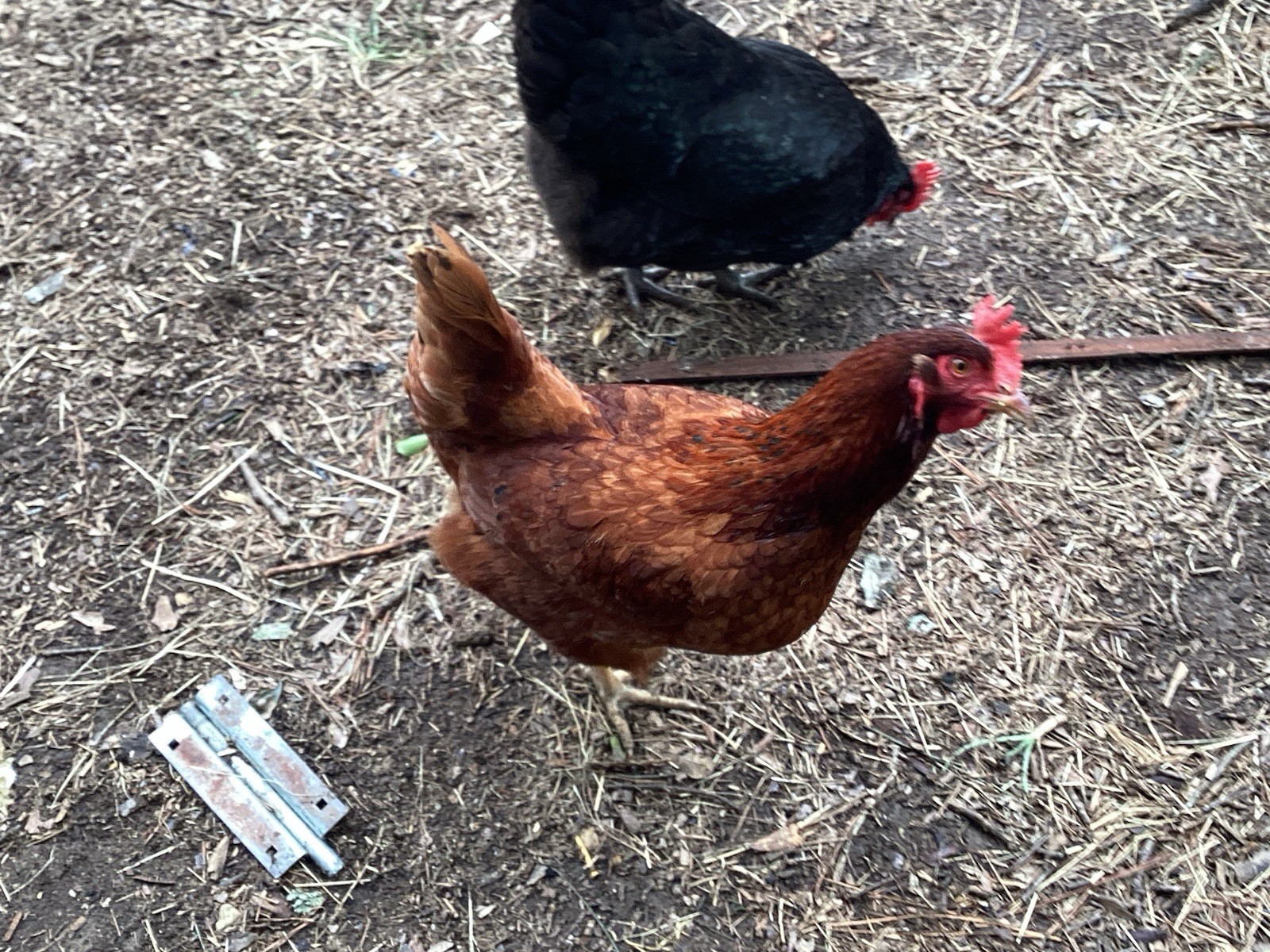 12+1  Backyard Mixed Chicken Hatching Eggs Mixed Breeds