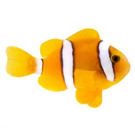 Captive-Bred Clarkii Clownfish (Amphiprion clarkii) PAIR - ORA