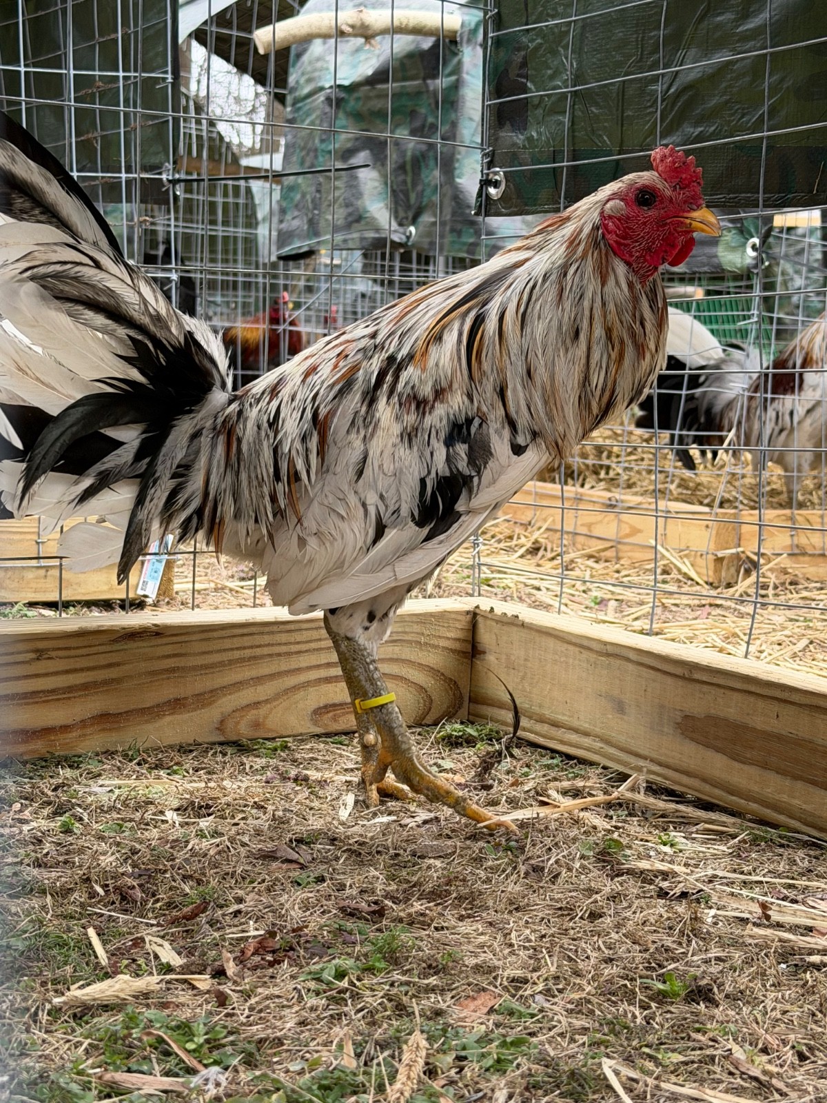 18 Miner Blues chicken hatching eggs