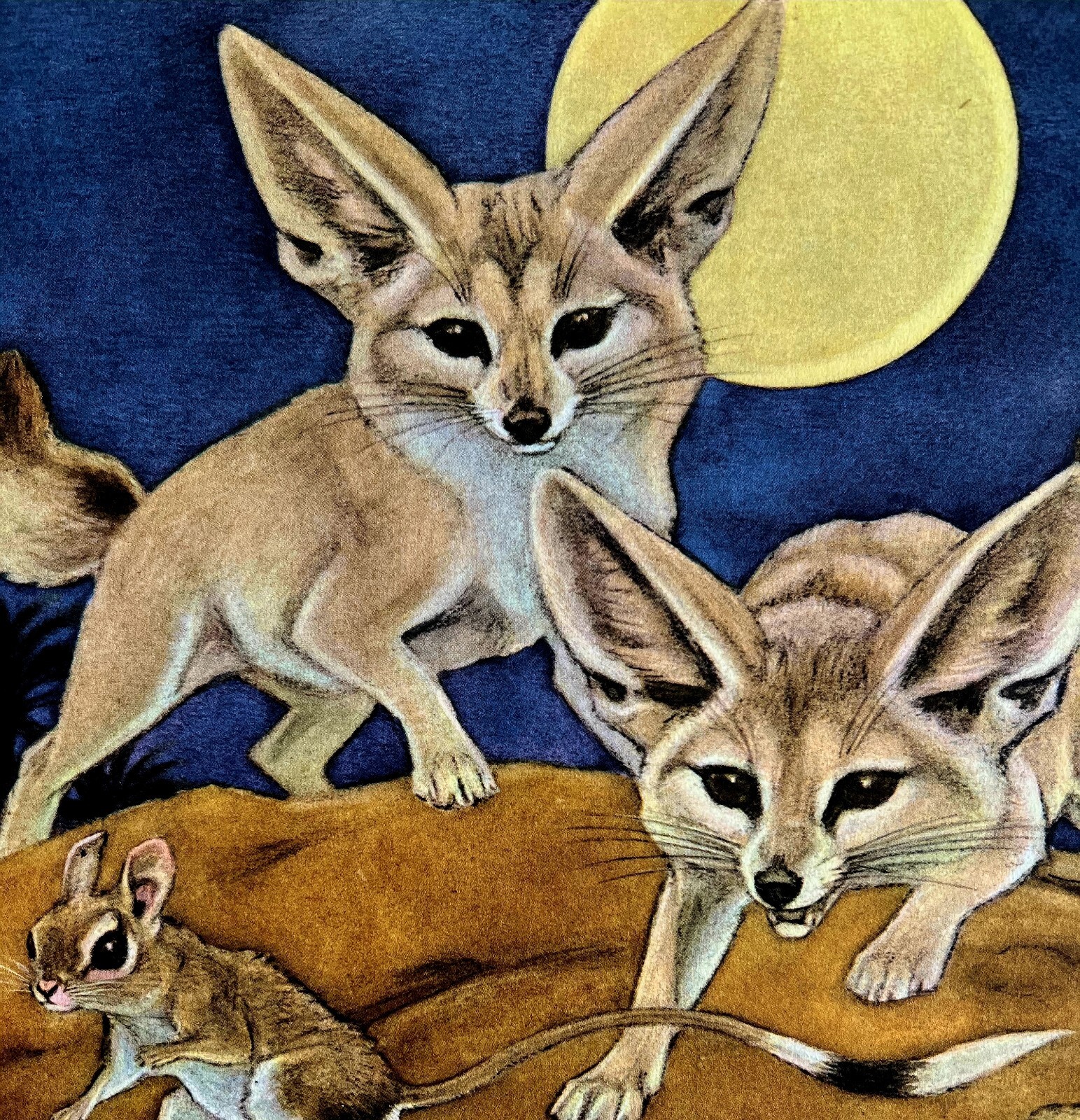 Fennec Fox Desert 1954 Art Print Paul Bransom Marlin Perkins Zooparade DWDD3