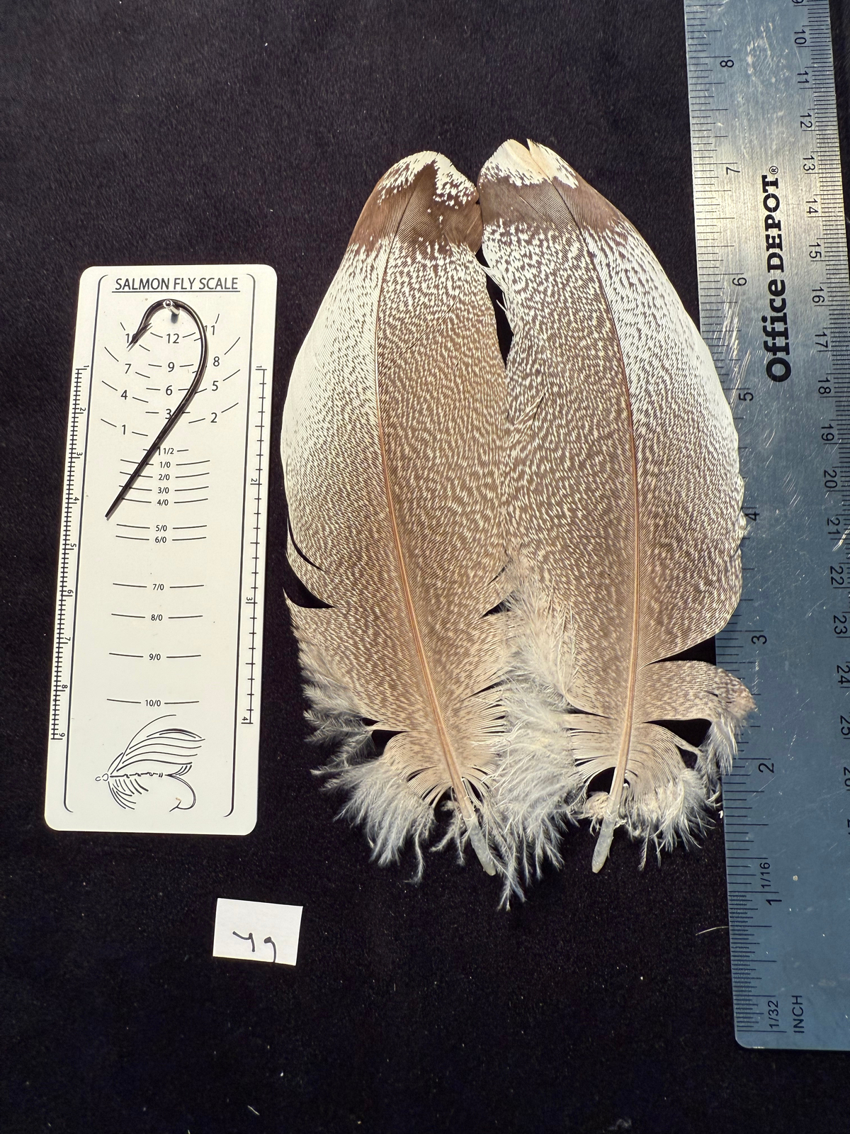 Kori Bustard feather pairs as see in pictures.
