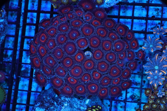 Red Zoanthid Rock Colony WYSIWYG - SAQ Coral Farm
