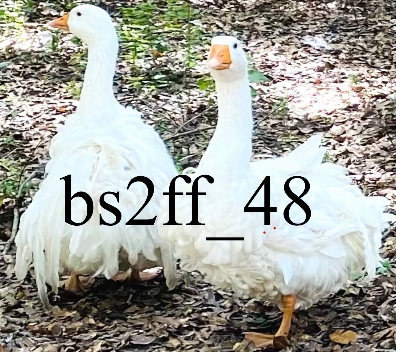 Sebastopol Geese Hatching Egg