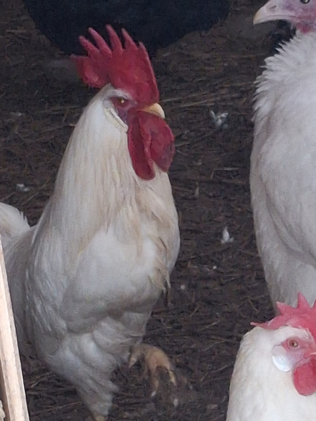 6 Fertile White Leghorns Hatching Eggs-NPIP-Fresh-Top Laying Breed- Ships Fast