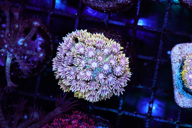 Blue Yellow Goniopora WYSIWYG - SAQ Coral Farm