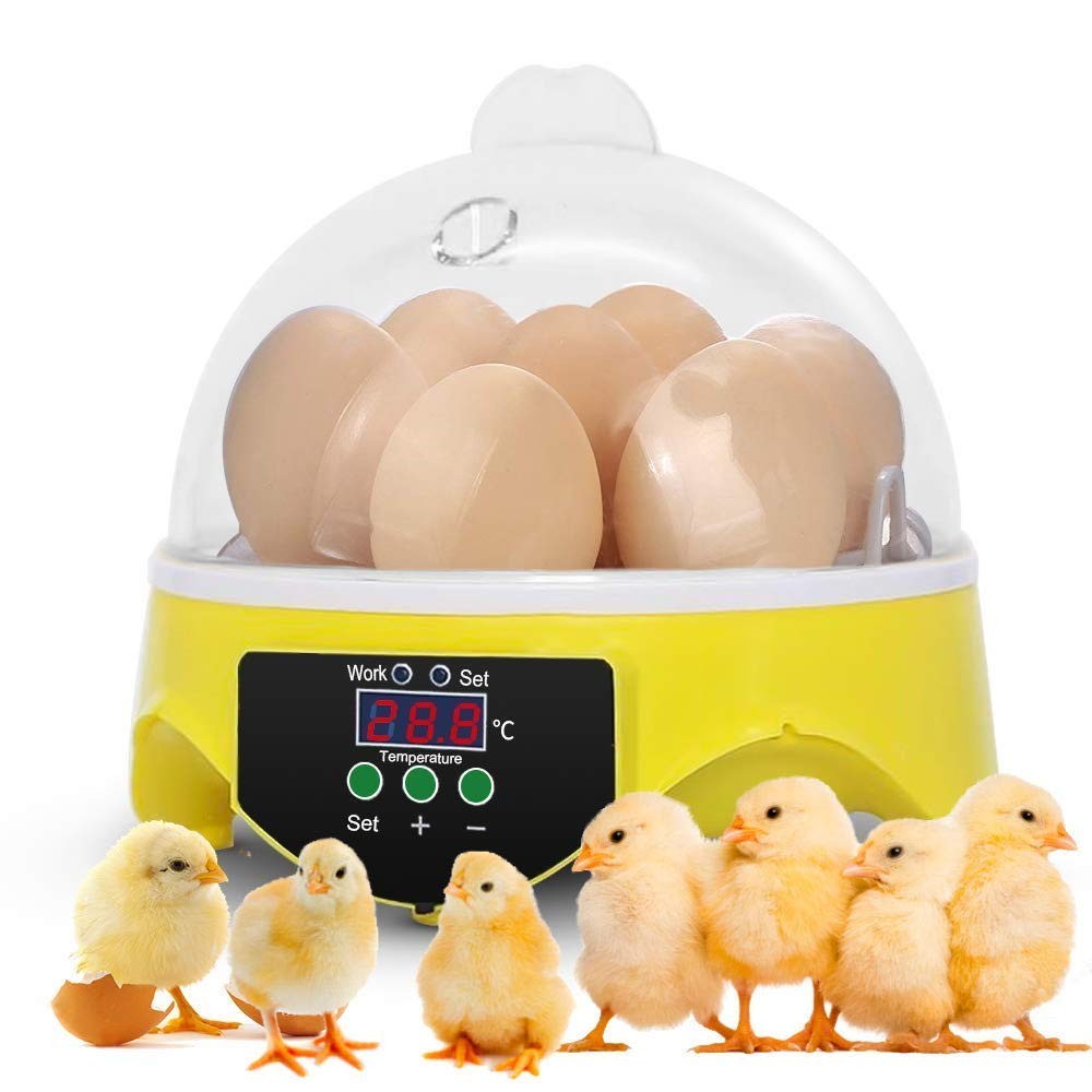 7 Egg Mini Incubator for Kids & Beginners 360° View Manual Temperature Control