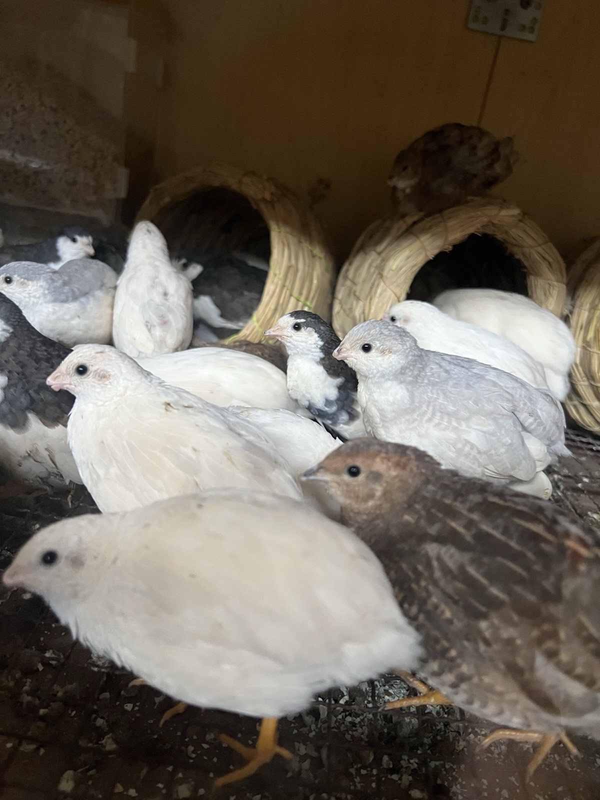 22（+2EXT）Button Quail Hatching Eggs Rare Exotic Colors, Chinese Painted