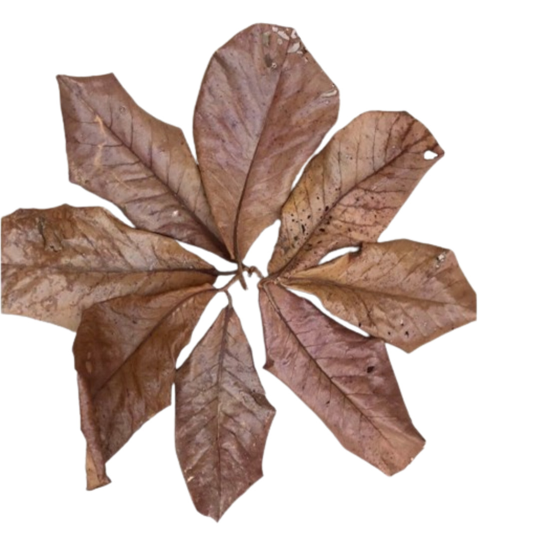 Catappa Indian Almond Leaves Ketapang Leaf Shrimp Betta Fish Aquarium 150 PIECES