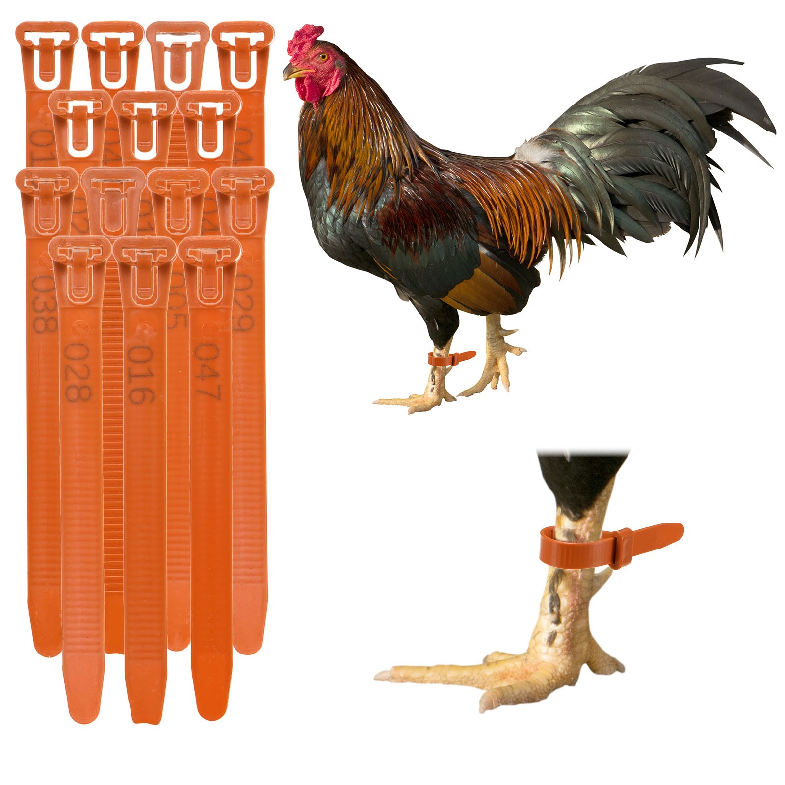 100-Pack Adjustable Chickens Leg Bands, 10-28 mm Plastic Leg Rings [Orange]