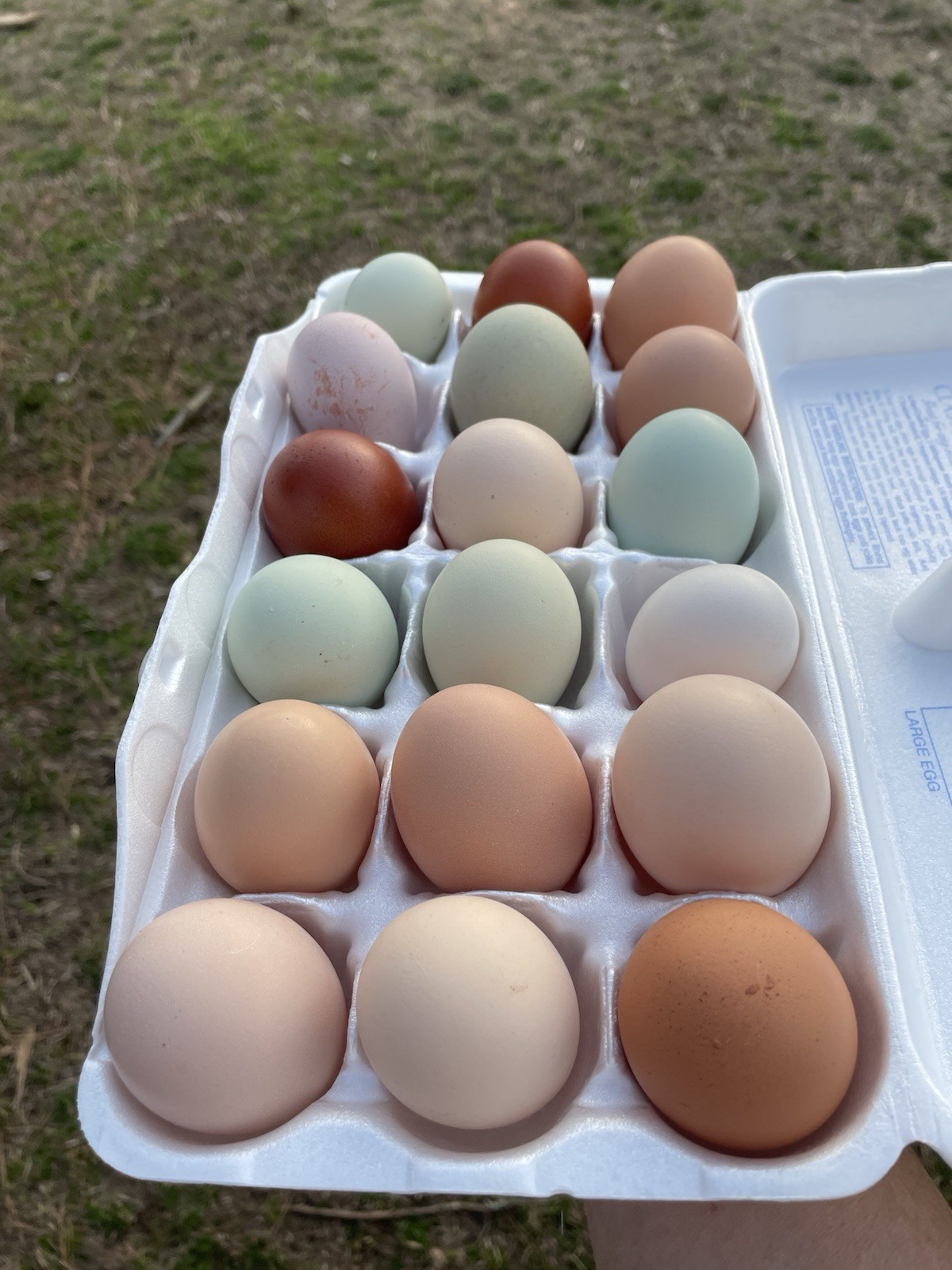 Barnyard Mix Hatching Eggs Assorted 18+++