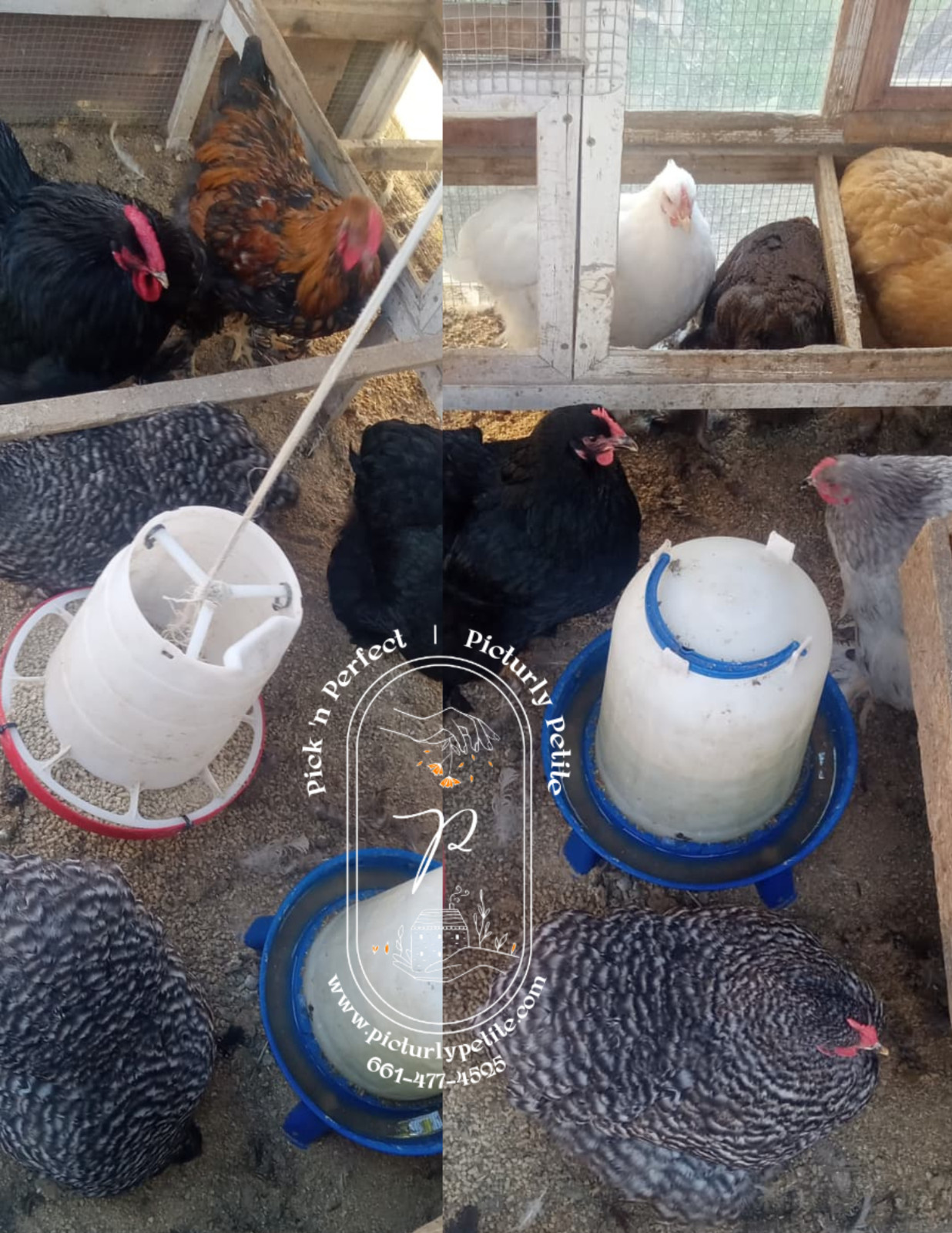 6 Giant Standard Large Cochin Hatching Eggs Tan Egg Layers Fertility Tested