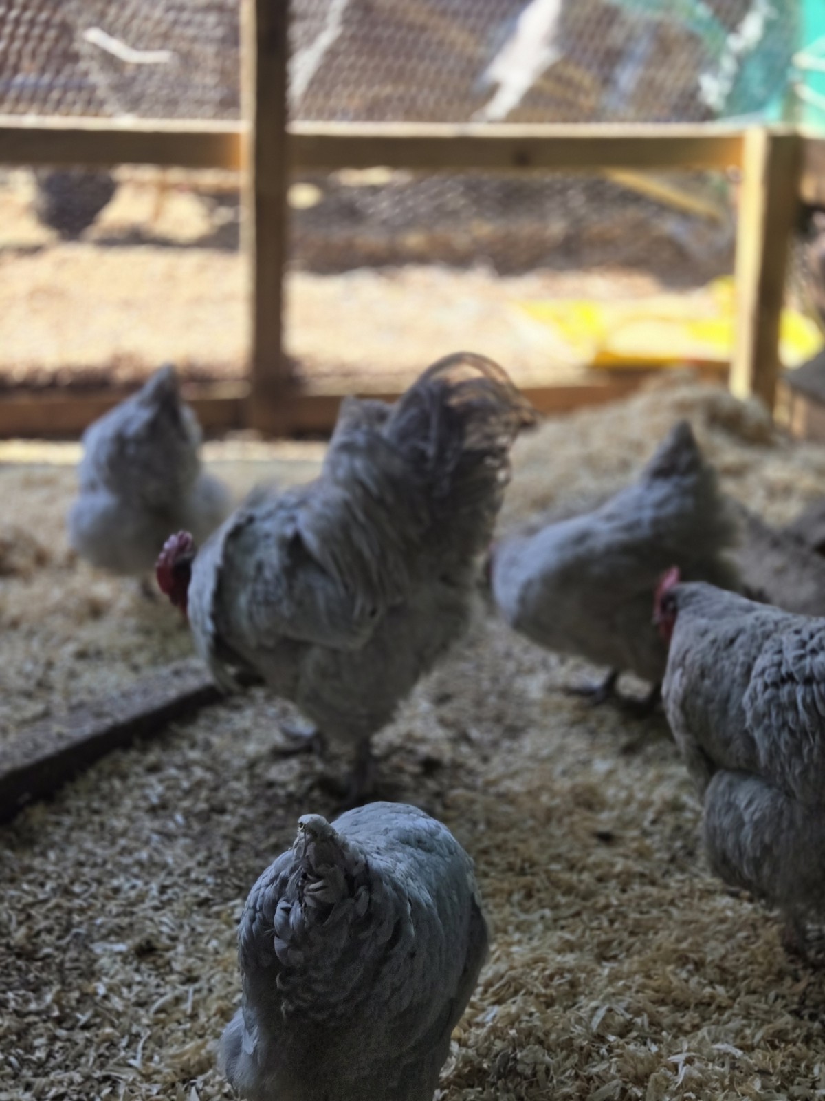 Lavender Orpington Hatching Eggs 6 Plus 2