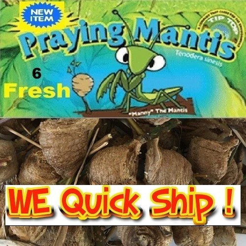 6 Large Fresh Mantis Egg Case + FREE Hatching Habitat Bag Picked 2026 Season