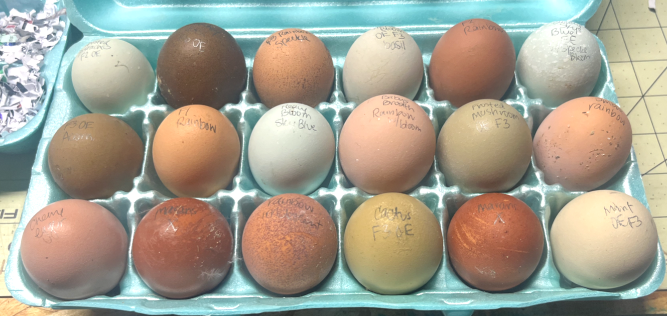 3 Fresh and Fertile Rainbow Hatching Eggs Olive Cemani Rare Colors