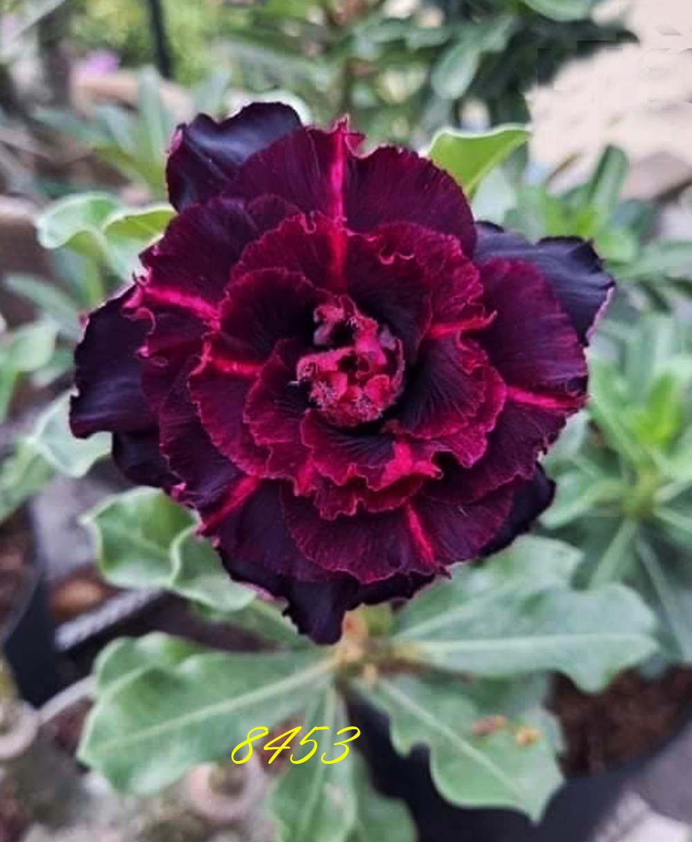 Adenium Obesum Desert Rose " 8453 " fresh 200 Seeds