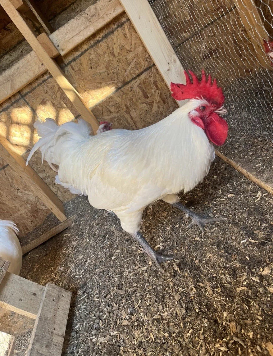 6+ American Bresse FRESH & FERTILE Hatching Eggs