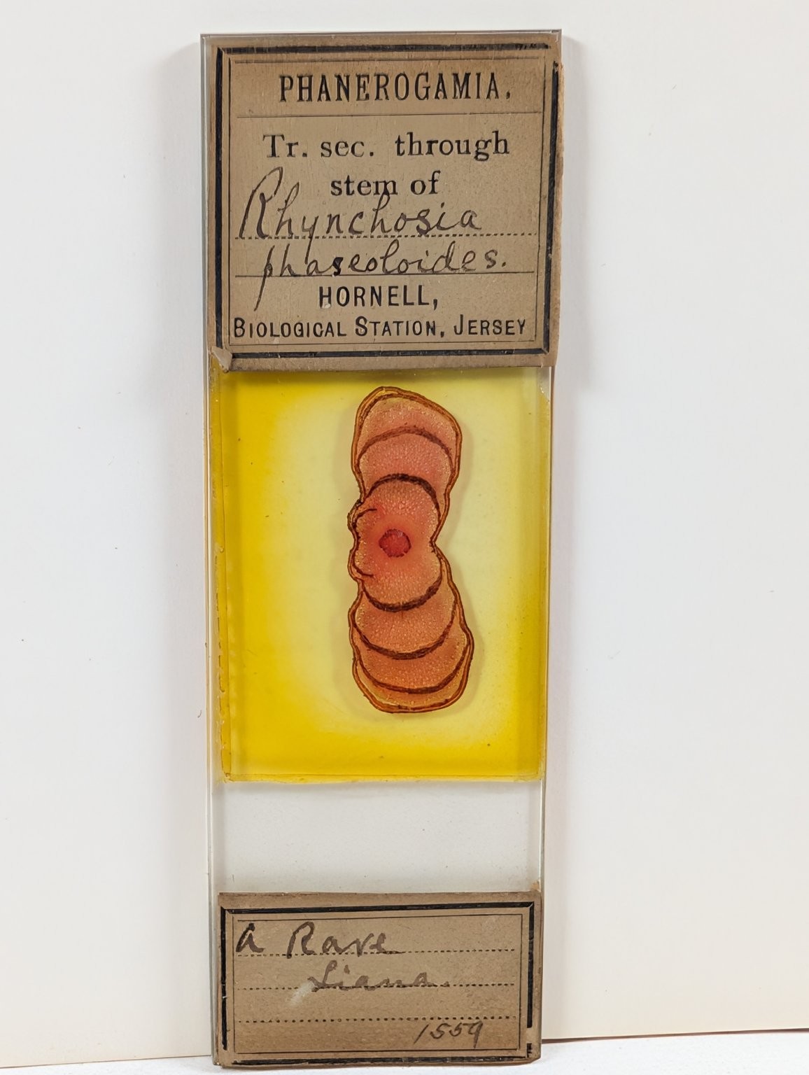 Antique Hornell Biological Station Microscope Slide Rhynchosia Liana 1559
