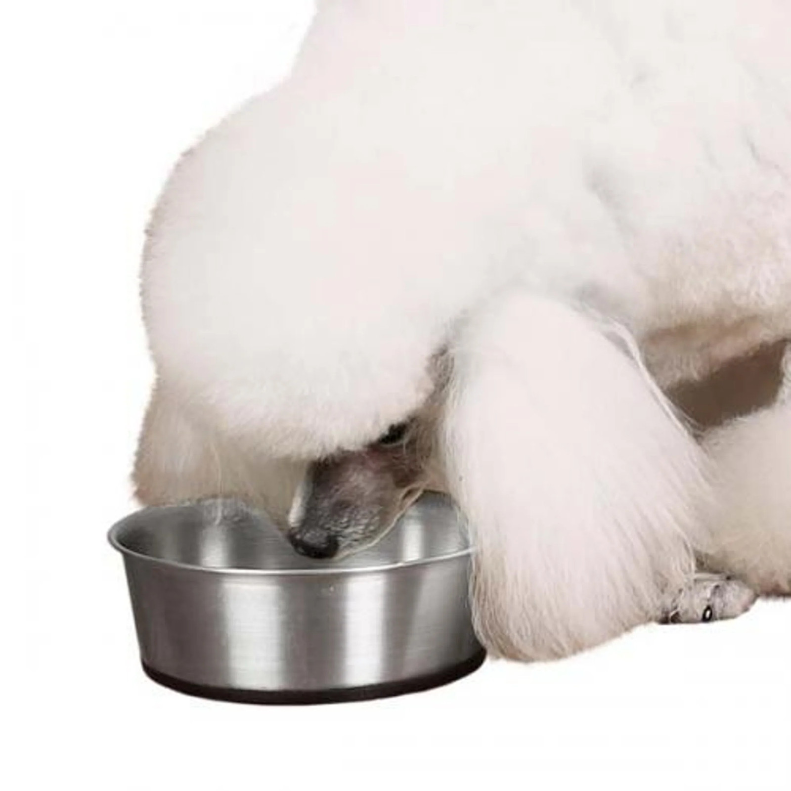 ProSelect Stainless Steel Dog Bowl with Non-Slip Rubber Base - Size Option