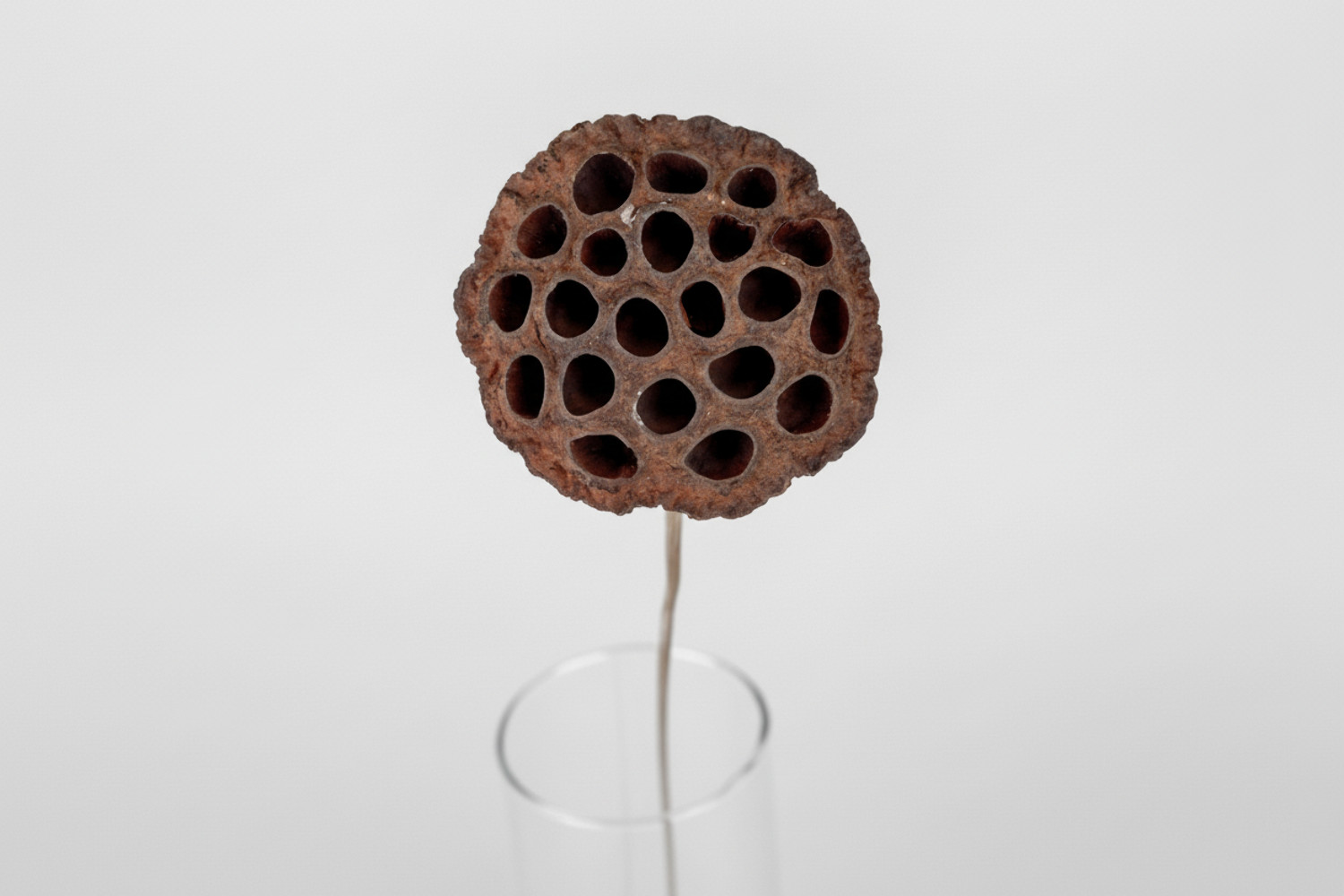 Natural Lotus Pod Heads - 15" Stem
