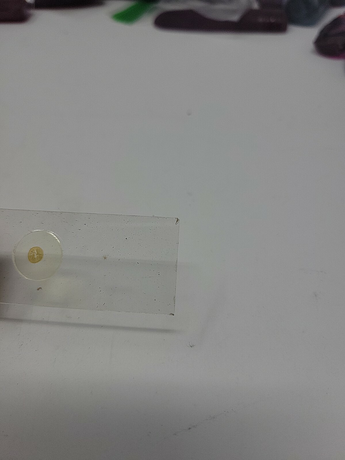Vintage Microscope Slide 1941