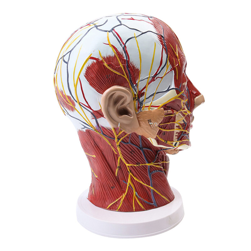 Head Neck Superficial Nerve Vascular Muscle Model Skull With Muscle And Nerve US