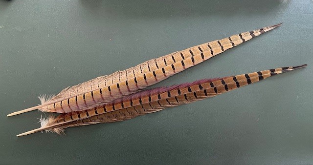 18"-20" Long and Full Ringneck Pheasant Tail Feathers for Fly Tying - Pack of 2