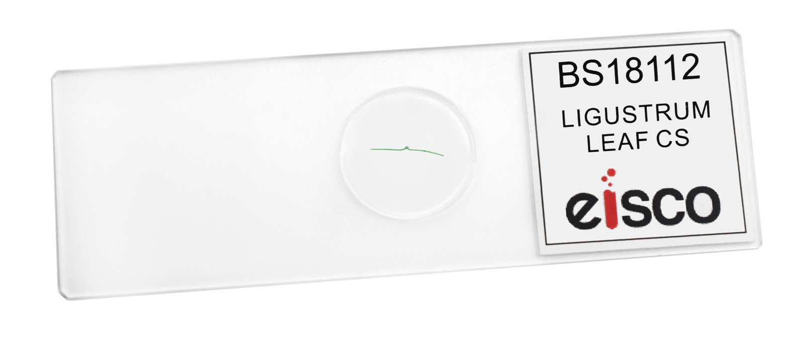 Ligustrum Leaf - Prepared Microscope Slide - 75x25mm - Eisco Labs
