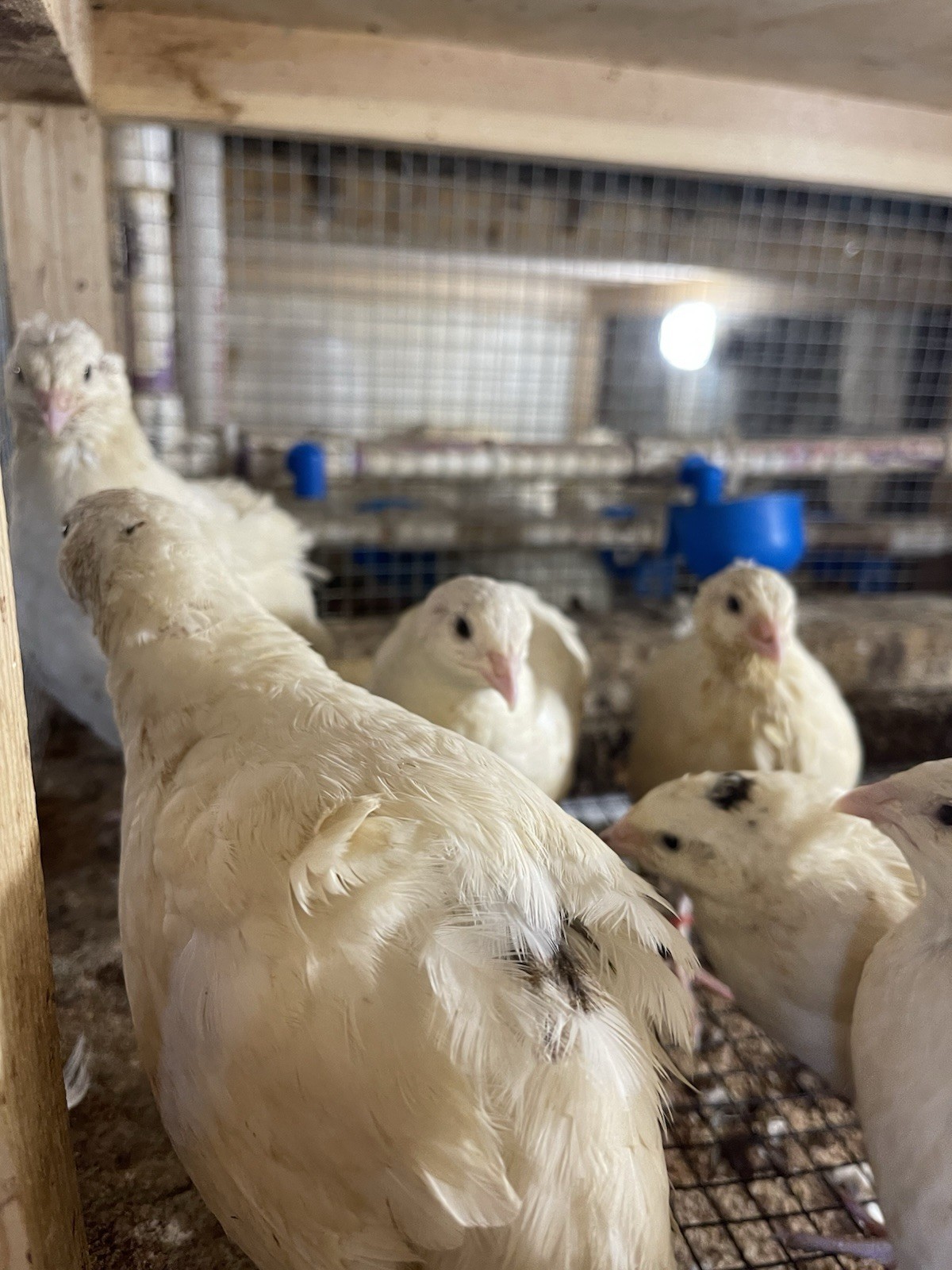 35++ Fertile Jumbo Wild White Coturnix Quail Hatching Eggs